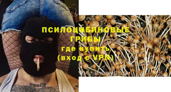 прущие грибы Алзамай